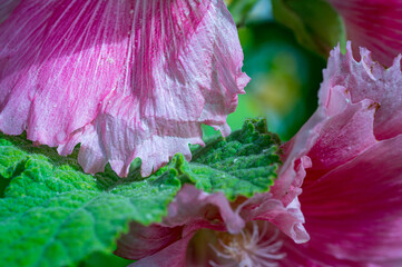 Close up of hollyhock (Alcea rosea)