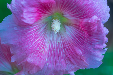Close up of hollyhock (Alcea rosea)