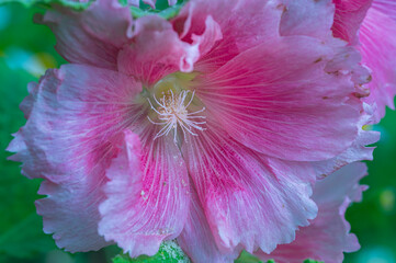 Close up of hollyhock (Alcea rosea)