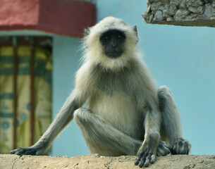 wild and forest  monkey couple and family