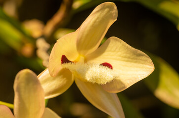 White orchid charming dendrobium (Dendrobium pulchellum)