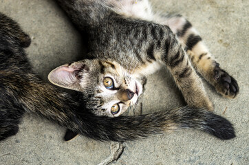 Cats portrait background cracked cement floor