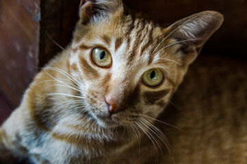 Close up portrait of a cat