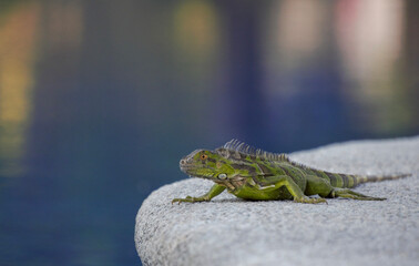 lizard on a tree