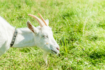 Obraz premium Cute white goat graze on the meadow with fresh green grass in the village. Organic animal husbandry.