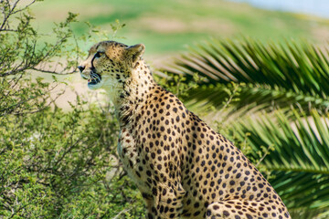 alert leopard in the juggle
