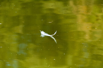 white feather mirrors in the green water