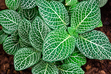 Close-up of Fittonia White Anne leaf. Nature texture background. Tropical houseplant top view...