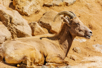 goat on the rock does sun bath