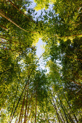 green bamboo point into the sky