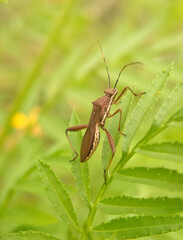 grasshopper on a leaf