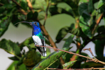 hummingbird on a branch