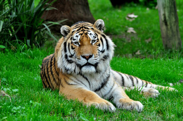 Tiger portrait looking for me