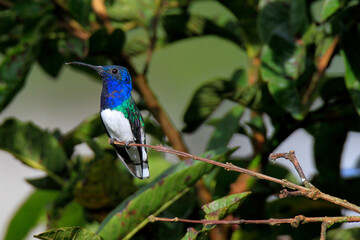 hummingbird on branch