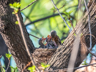 Thrush fieldfare feeding chicks with earthworms. Thrush, Turdus pilaris, with new born babies in the nest.