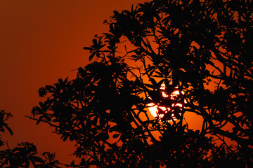 branches silhouette nature background