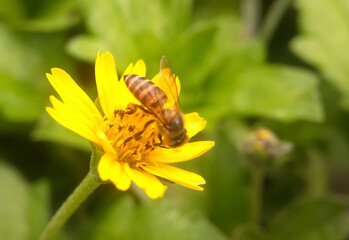 bee on flower