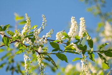 Bird cherry branches with white flowers on a background of blue sky.