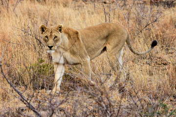 Naklejka na ściany i meble Lioness in South Africa 