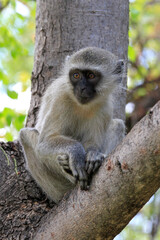 monkey on tree in South Africa 