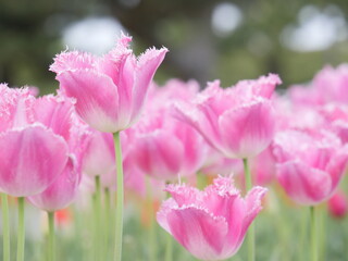 Fototapeta na wymiar Full-blooming Tulip in pink swaying in wind