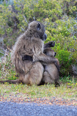 mother baboon hugging baby sitting on the grass