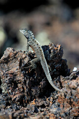 lava lizard on the rock