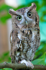 close up of screech owl 