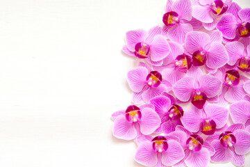 Obraz premium Orchid flower on a white background. The flowers are purple in color.