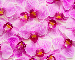 Orchid flower on a white background. The flowers are purple in color.