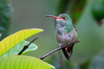 hummingbird perched on branch
