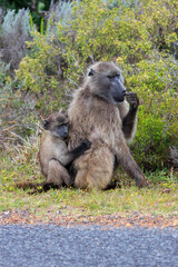 Mother baboon with Baby sitting on the ground in South Africa