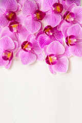 Orchid flower on a white background. The flowers are purple in color.