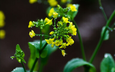 close up of a yellow flower