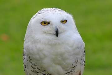 Obraz premium snowy owl close-up
