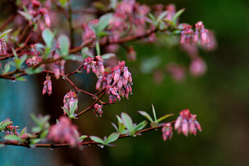pink blossoms