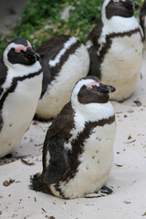 Obraz premium penguins on the beach in South Africa 