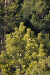 The top of a young pine tree in the rays of the spring sun close-up