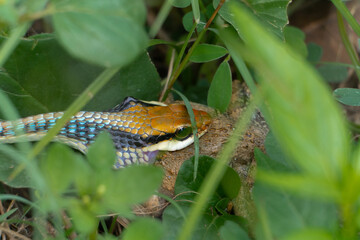 hunter snake looking at frog