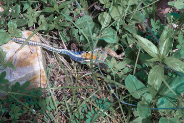 hunter snake looking at frog