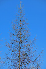 Fototapeta na wymiar The top of a coniferous tree with cones against the blue sky