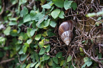 アフリカマイマイ (Okinawa)