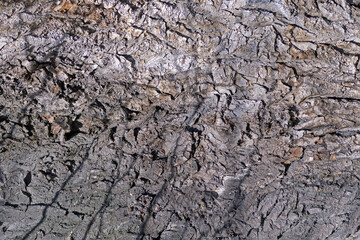 A fragment of the surface of the trunk of an old poplar close-up