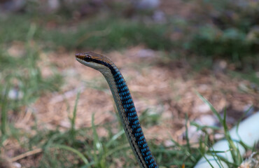 hunter snake looking at frog