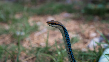 snake in the grass