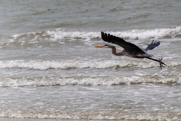 Heron On The Beach