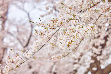 桜