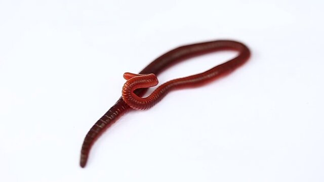 Animal earthworm it is isolated on a white background