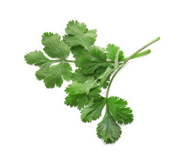 Fresh cilantro leaf on white background