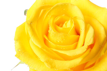 Fresh yellow rose on white background, closeup